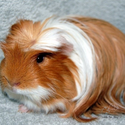 Guinea Pig Coronet