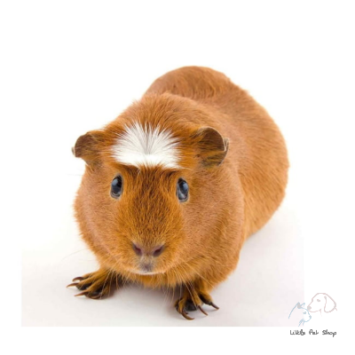 American Brown Guinea Pig