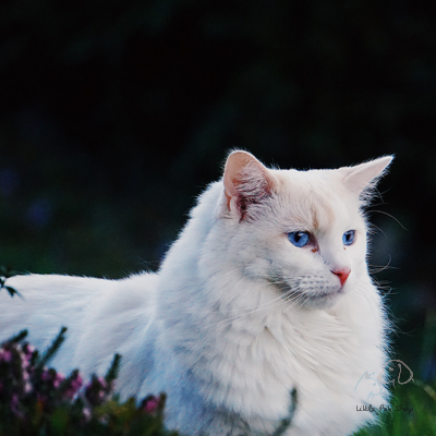 Mèo Angora Thổ Nhĩ Kỳ siêu đẹp