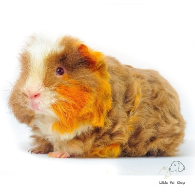 Guinea Pig lông xù