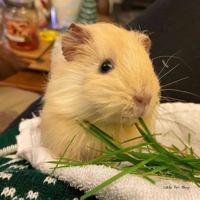 Guinea Pig Vàng chanh