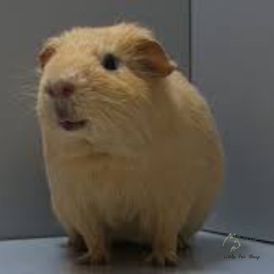 Guinea Pig Vàng chanh