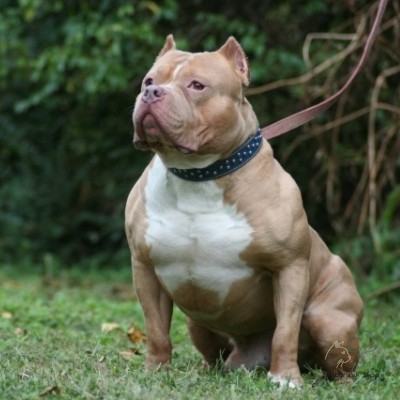 Pit Bull 3 tháng tuổi