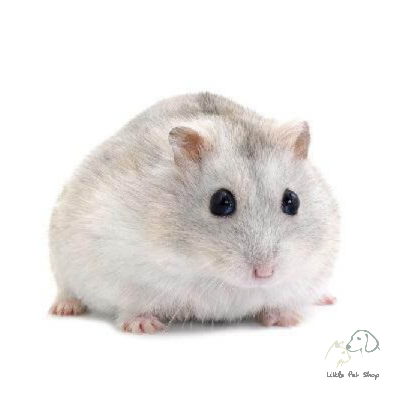 Hamster Winter White