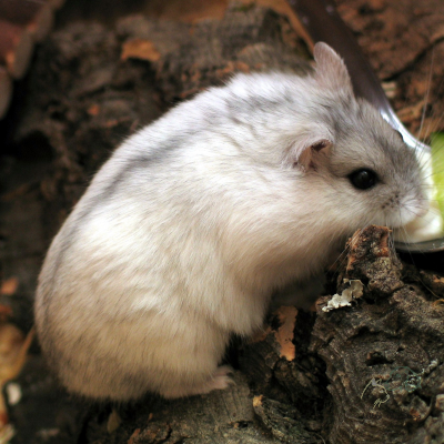Chuột đồng Siberia