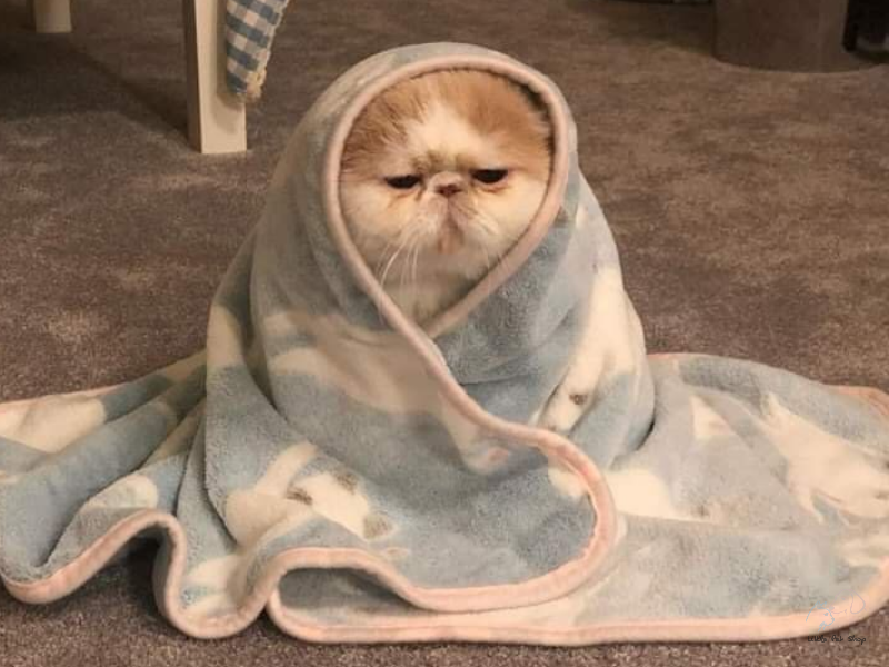 Lợi ích của việc nuôi mèo