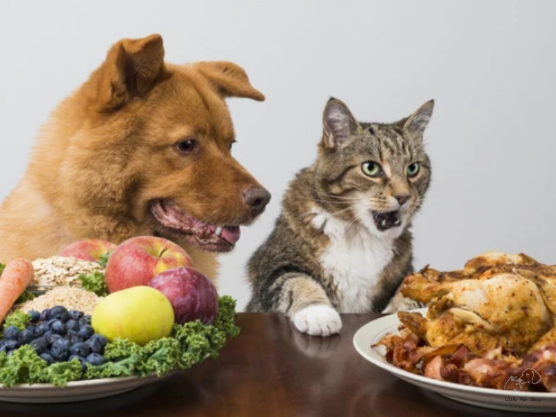 Hãy dừng ngay nếu bạn đang cho chó mèo ăn chay!