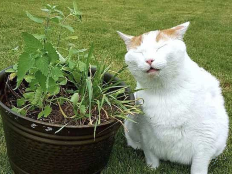 Cỏ bạc hà mèo (Capnip) là gì, tại sao lại gây phê cho mèo?