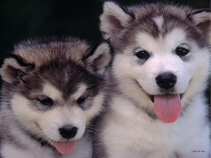 Nuôi chó làm thú cưng và những lợi ích bất ngờ khi nuôi chó đã được khoa học chứng minh!