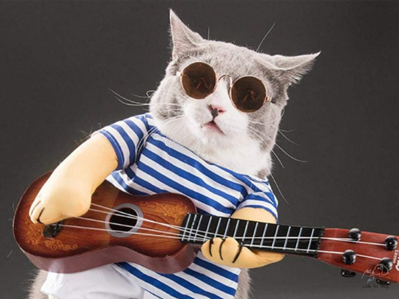 Một số gợi ý giúp đặt tên mèo có ý nghĩa