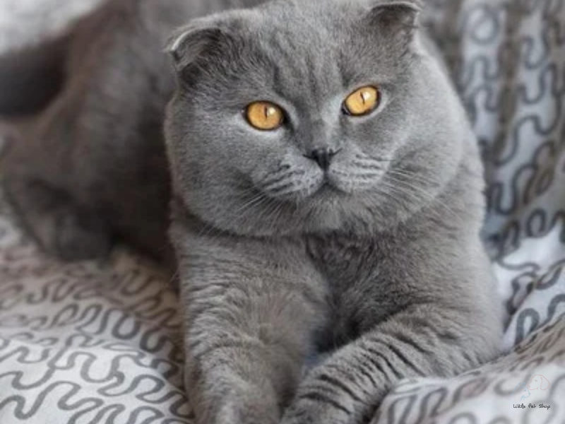 8 tiêu chí khi chọn mua mèo Scottish tai cụp