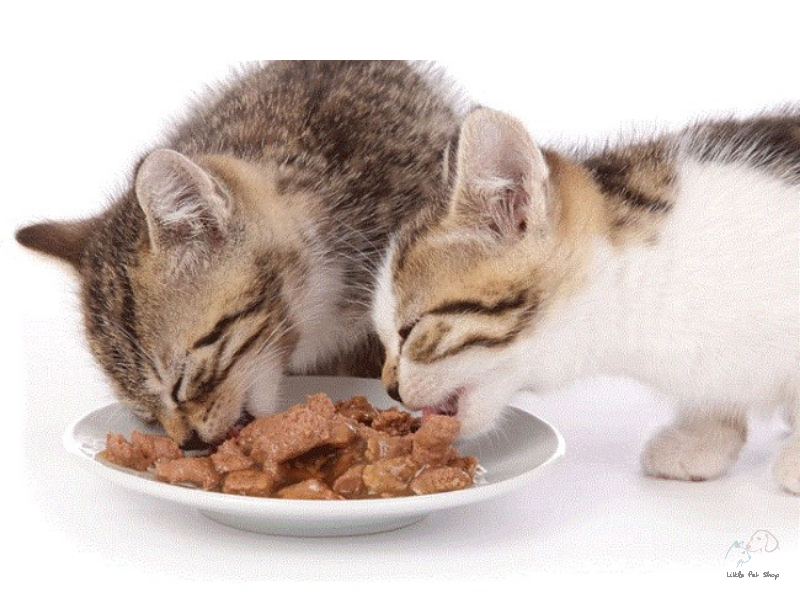 Cách làm pate giúp mèo ăn ngon và nghiền