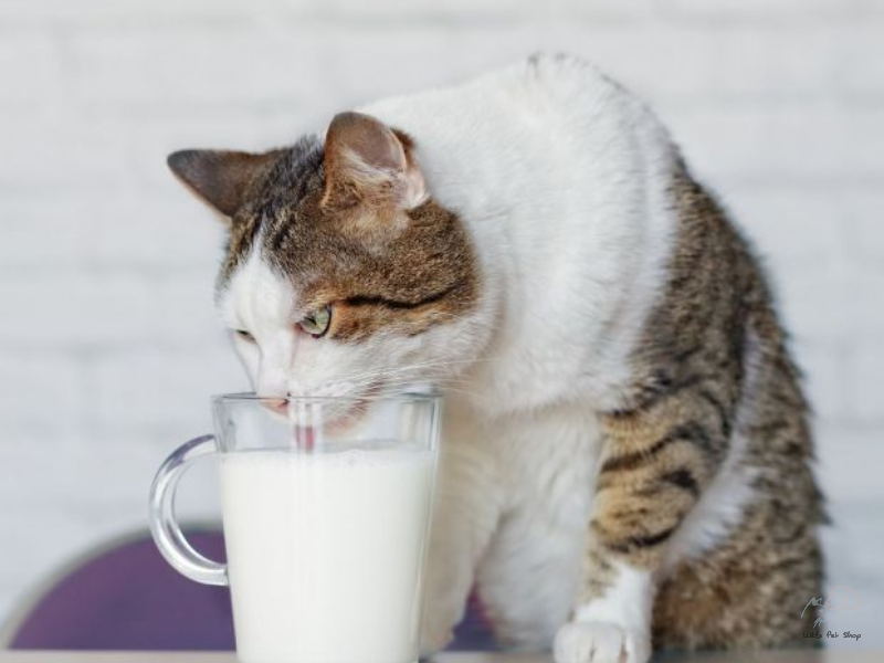 Cách bổ sung canxi cho mèo
