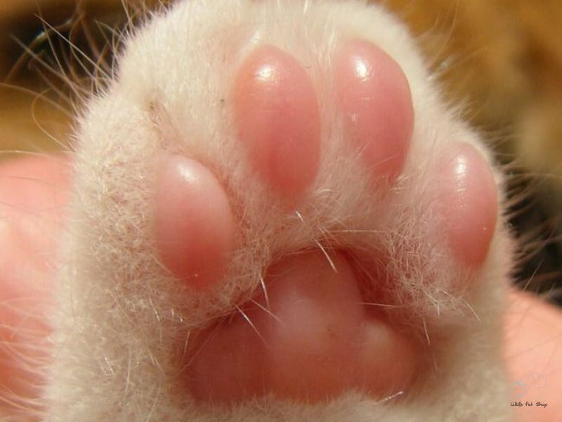 Bí quyết chăm sóc bàn chân 