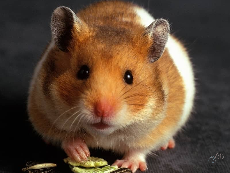 11 biểu hiện ngôn ngữ cơ thể của chuột Hamster dễ thương