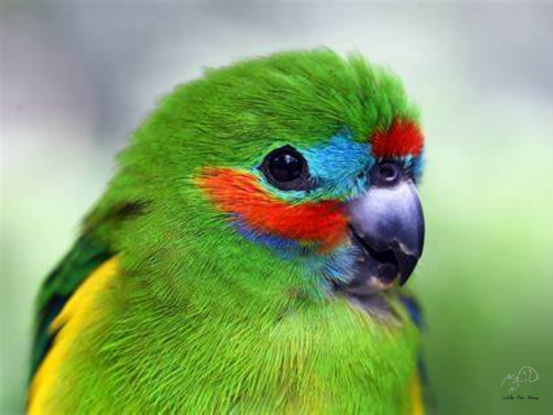 Ảnh hưởng của thiếu hụt Vitamin E đến vẹt cảnh