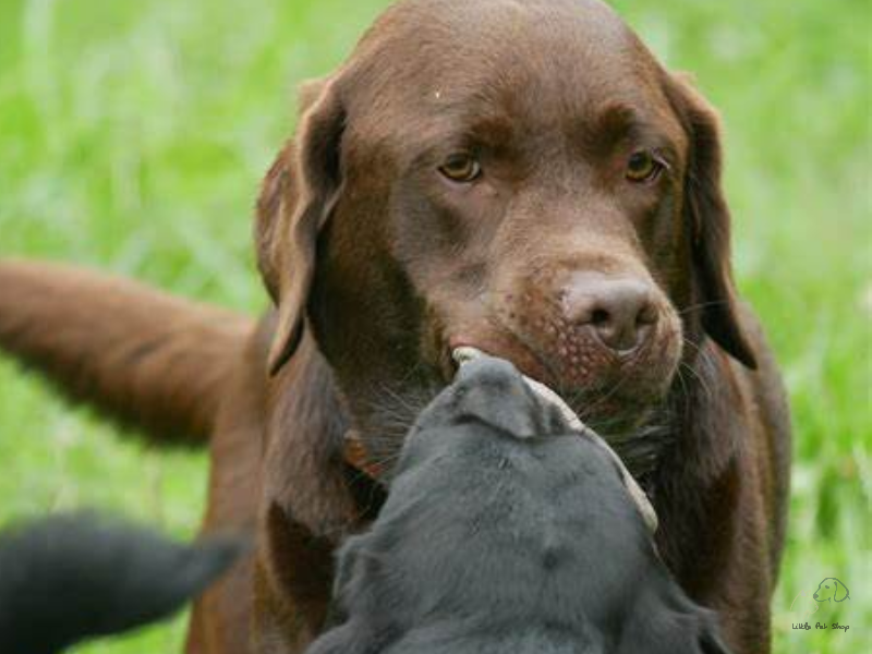 Cách nhận biết và chăm sóc chó mang thai tại nhà