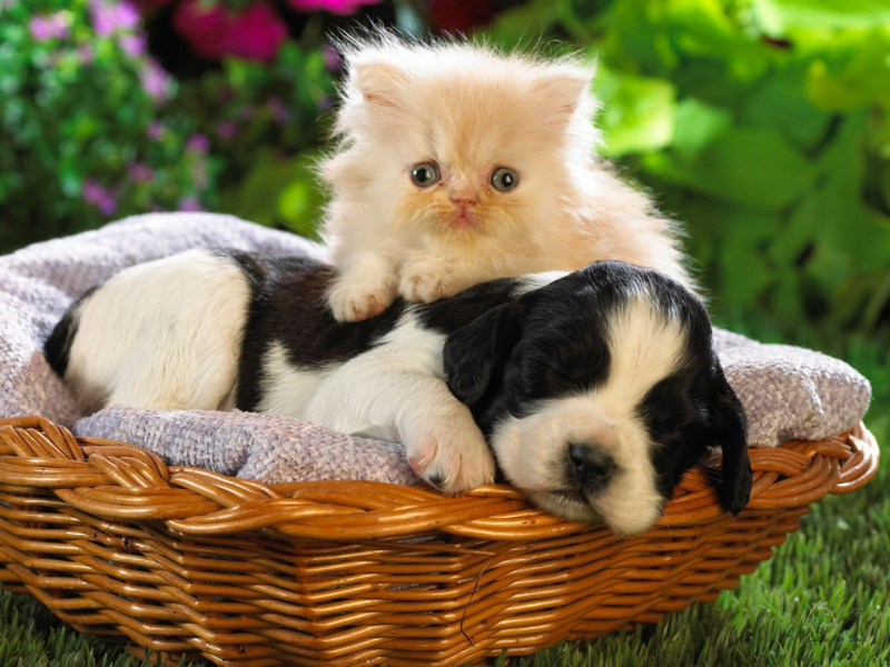 Làm thế nào để chúng ta yêu thú cưng nhiều hơn?