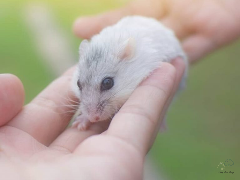 Chuột Siberia thay đổi màu lông?