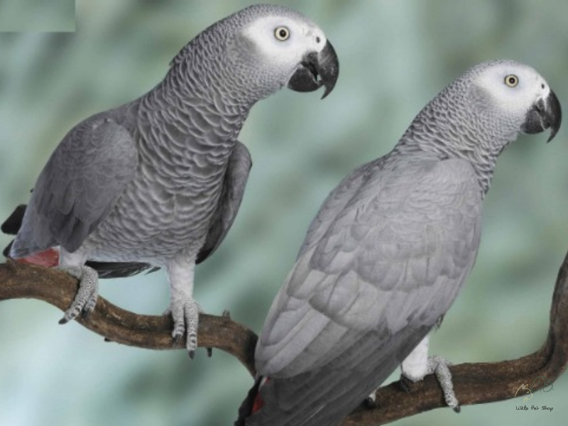 Cách nuôi và nhân giống vẹt xám Châu Phi