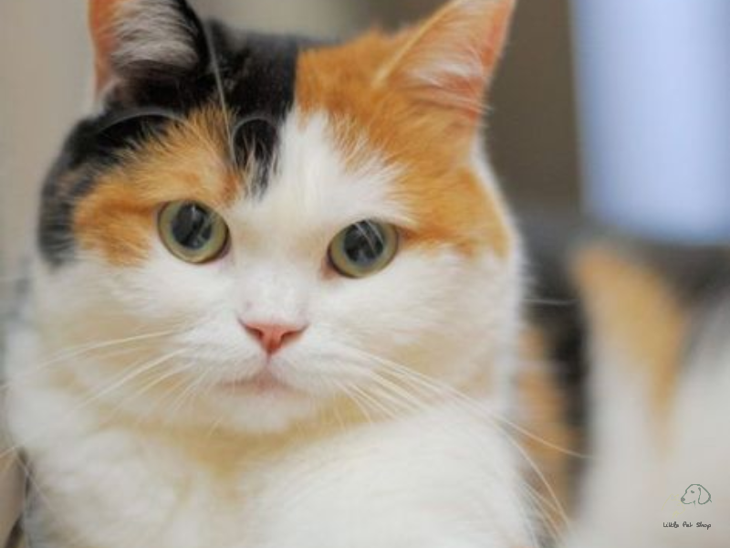 Tại sao tỷ lệ mèo tam thể đực là 1/1000?