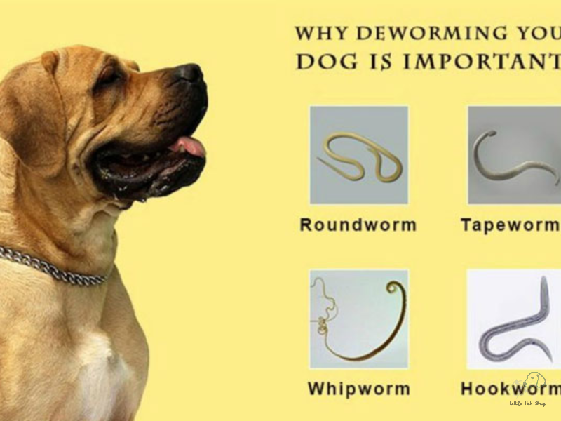 Tẩy giun cho chó và những điều bạn cần phải biết