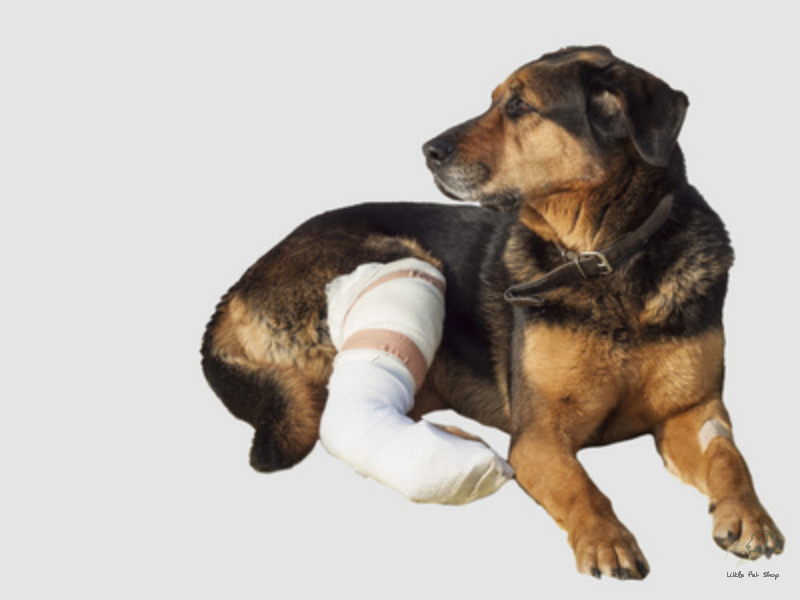 Phải làm sao khi chó bị đau chân và đi khập khiễng?
