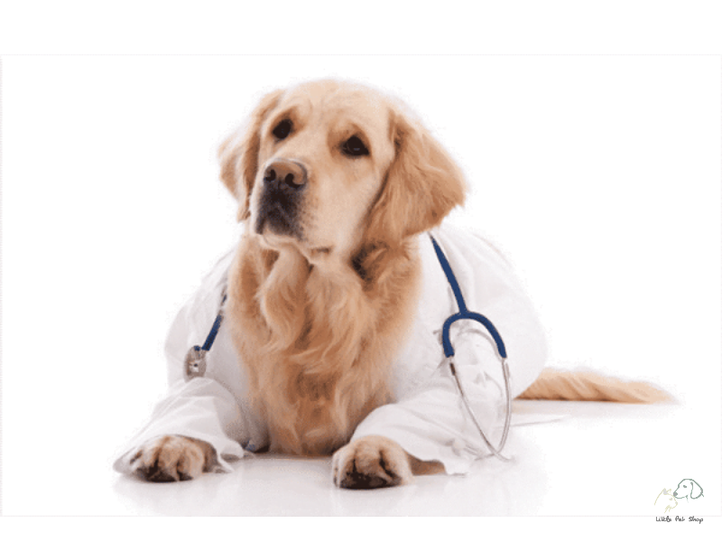 Cách chăm sóc chó sau khi bị thiến và triệt sản