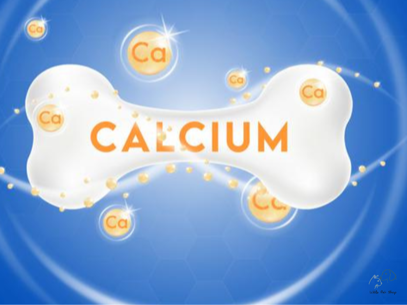 Các vấn đề dinh dưỡng cần chú ý trong thức ăn của vẹt