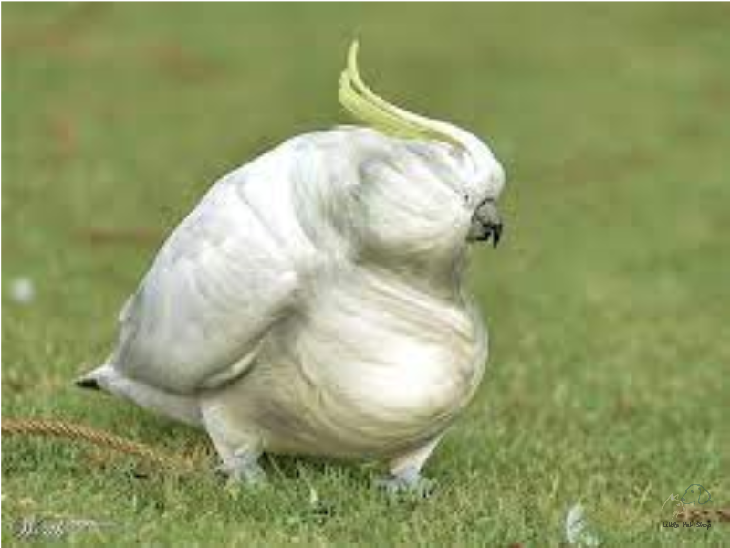 Nguyên nhân và cách cải thiện tình trạng vẹt bị bệnh béo phì