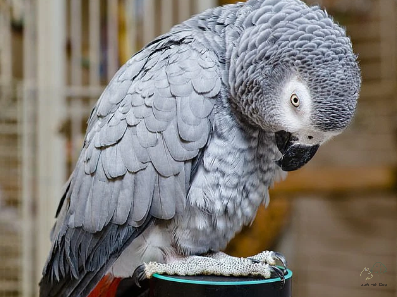 Phải làm thế nào nếu Vẹt không chịu ăn?