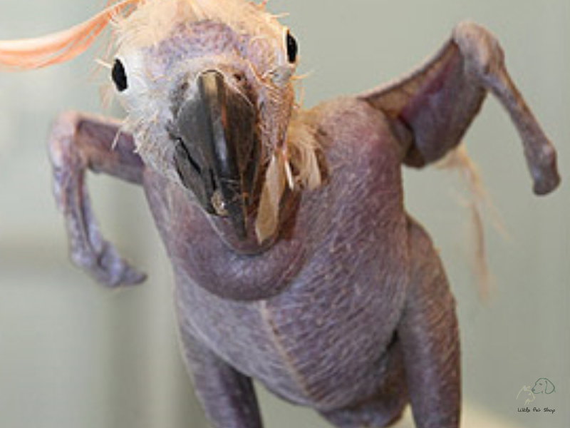 Những vấn đề cần lưu ý trong cách chăm sóc Vẹt thay lông