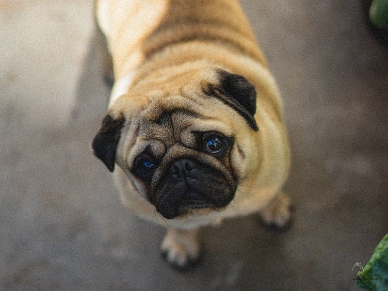 Chọn thức ăn phù hợp cho chó