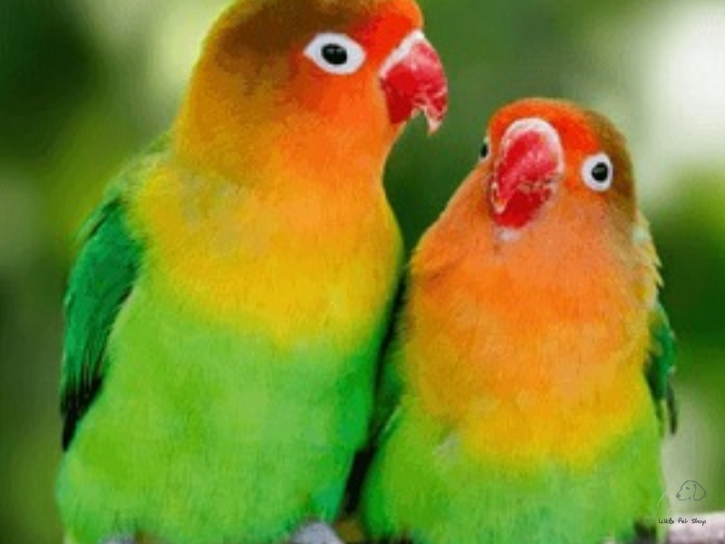 5 cách nuôi chim vẹt dễ dàng, đơn giản cho người mới chơi