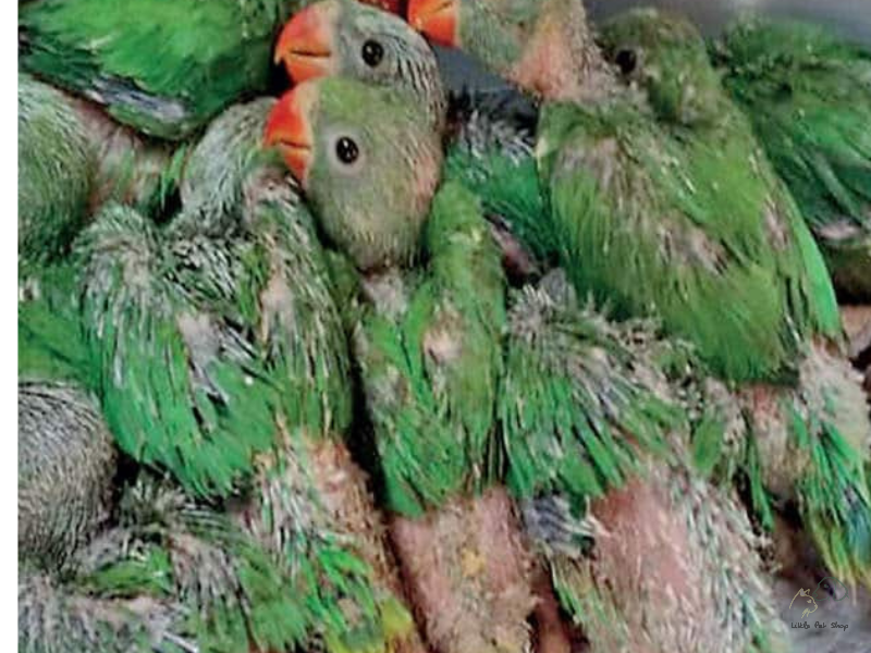 Kỹ thuật nuôi và chăm sóc chim Vẹt non