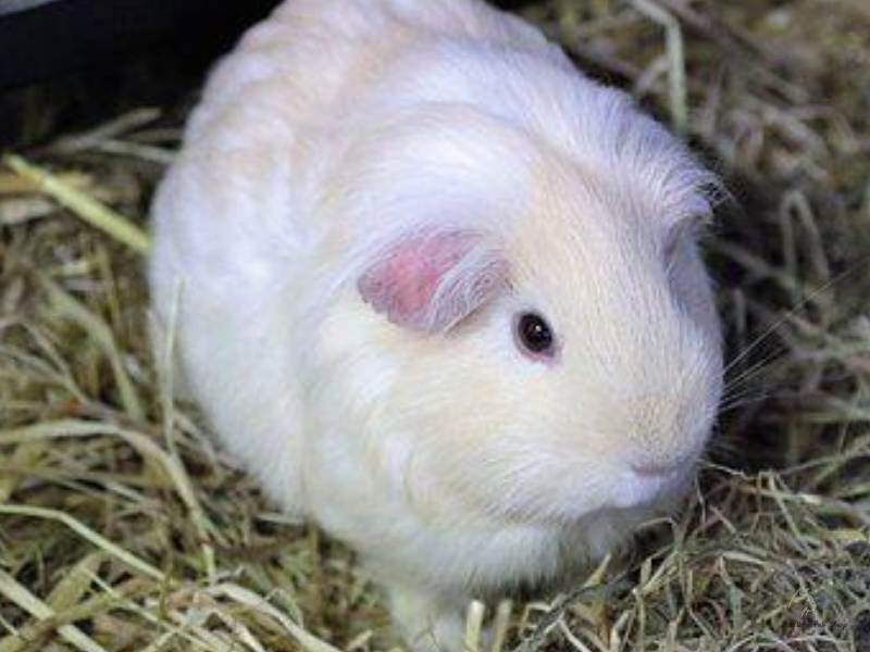 Cách nuôi chuột Hamster