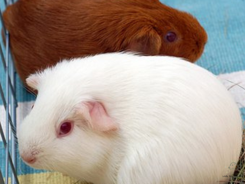 Cách vệ sinh chuồng cho chuột Hamster