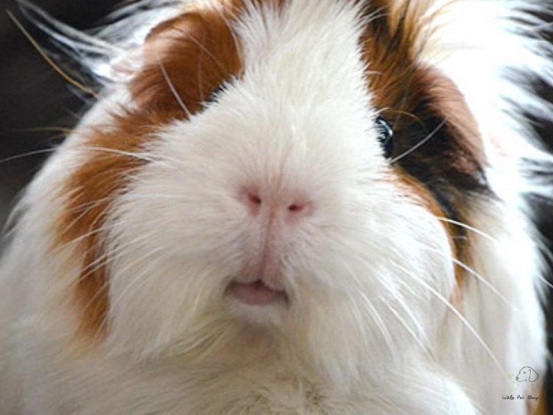 Cách tắm cho chuột lang