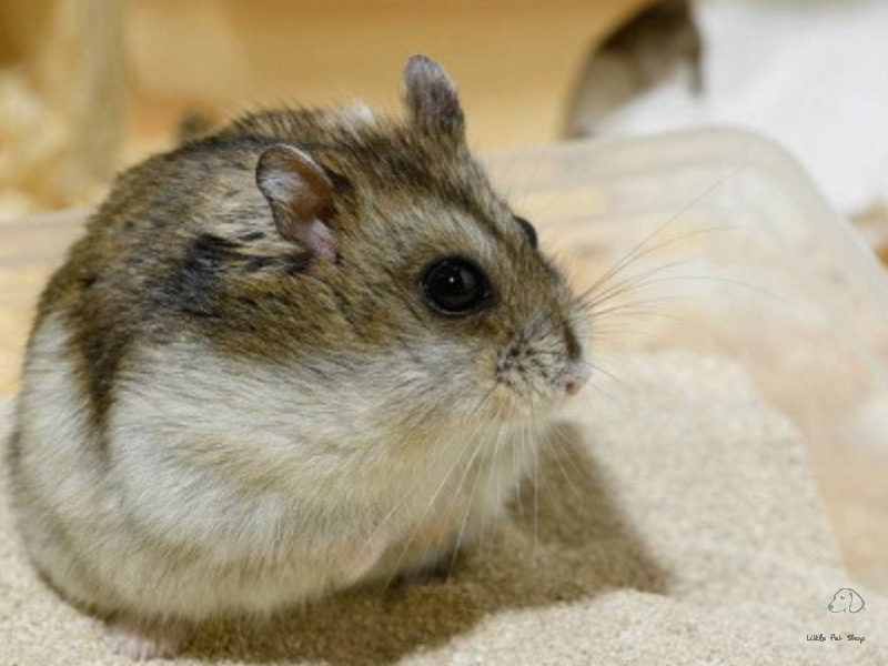 Kinh nghiệm chọn mua cát tắm cho chuột Hamster