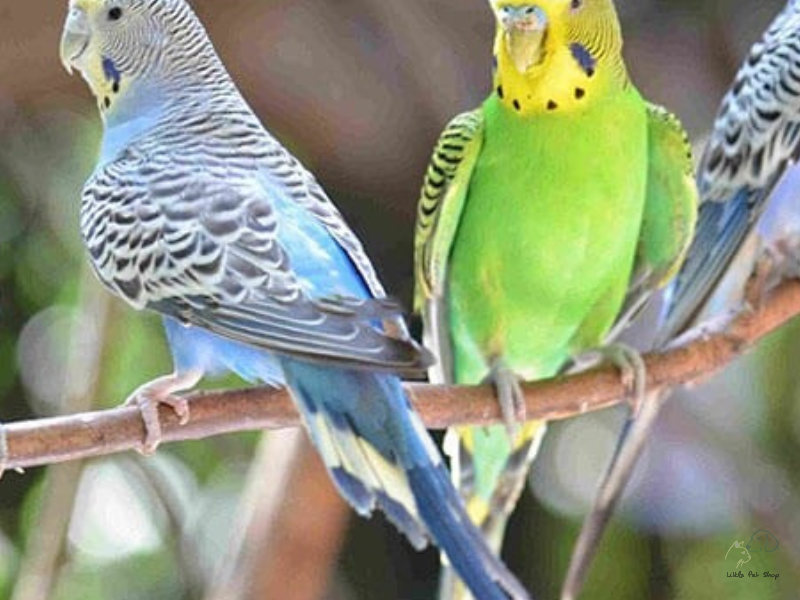 Cách nhận biết chim yến phụng sắp sinh sản