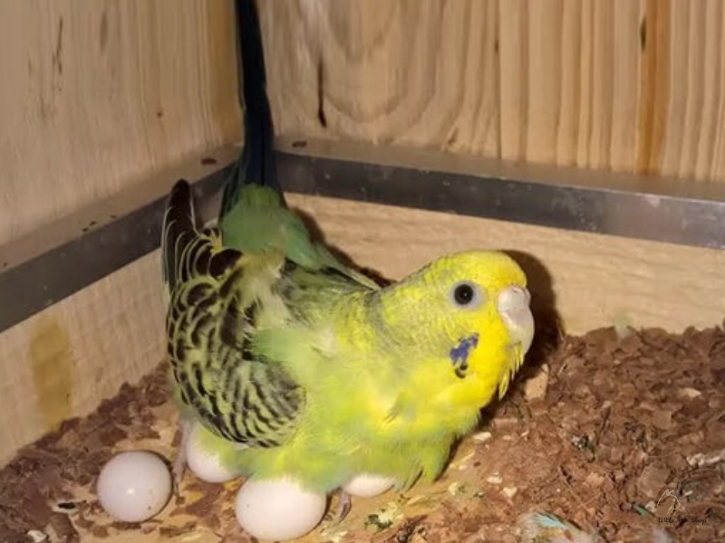 Cách nuôi chim yến phụng sinh sản