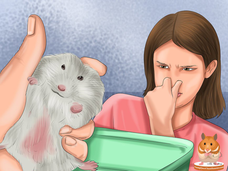 Phương pháp khắc phục cách nuôi Hamster không bị hôi