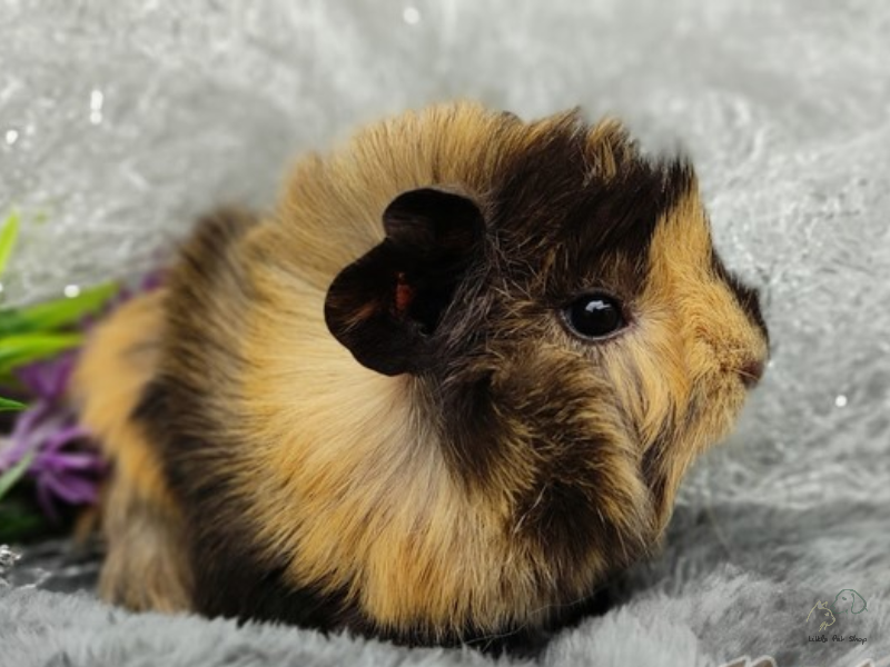 Cách nuôi bọ ú tốt nhất