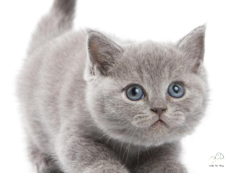 Mèo Anh lông ngắn mắt xanh