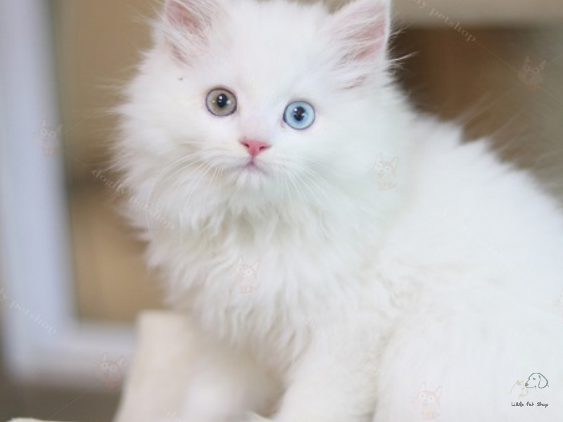 Mèo Anh lông dài mắt hai màu