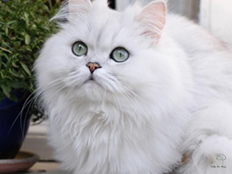 Mèo Ba Tư nhập khẩu từ Thái Lan 6 tháng tuổi