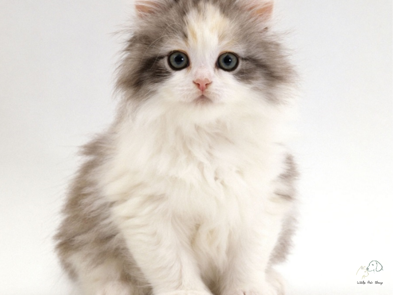 Mèo Ba Tư đáng yêu 4 tháng tuổi