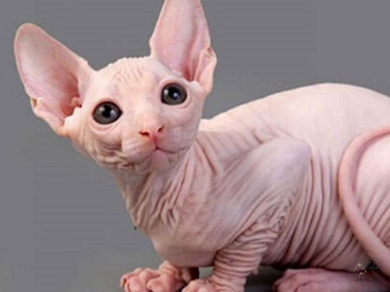 Mèo Sphynx - mèo không lông 5 tháng tuổi