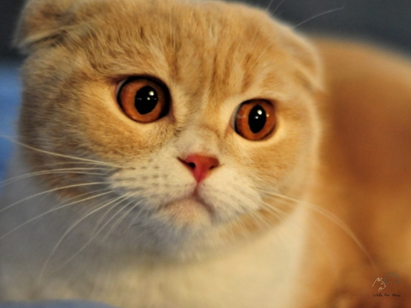 Mèo tai cụp Scottish Fold, chân ngắn, 4 tháng tuổi