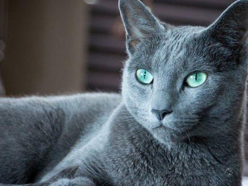 Mèo Nga mắt xanh - Russian Blue đặc biệt hiếm